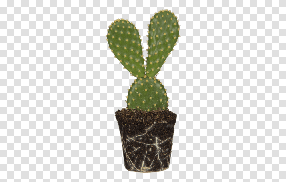 Bunny Ears Cactus, Pineapple, Fruit, Plant, Food Transparent Png