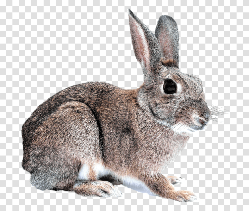 Bunny, Kangaroo, Mammal, Animal, Wallaby Transparent Png