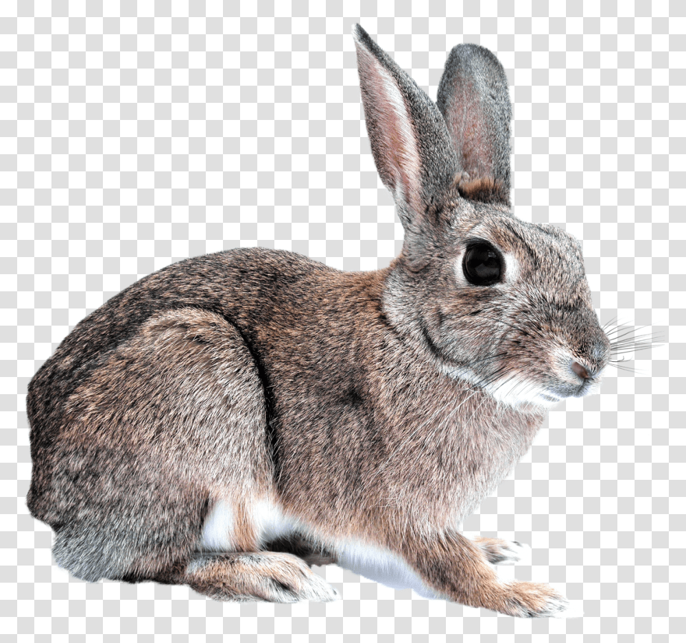 Bunny Rabbit Rabbit, Rodent, Mammal, Animal, Rat Transparent Png