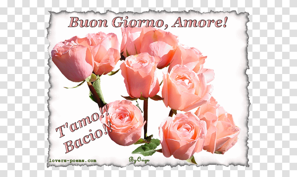 Buongiorno Frasi Gif Amore, Plant, Rose, Flower, Blossom Transparent Png