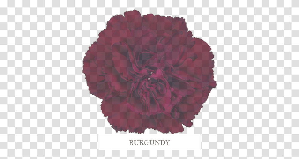 Burgundy Carnation, Plant, Rose, Flower, Blossom Transparent Png