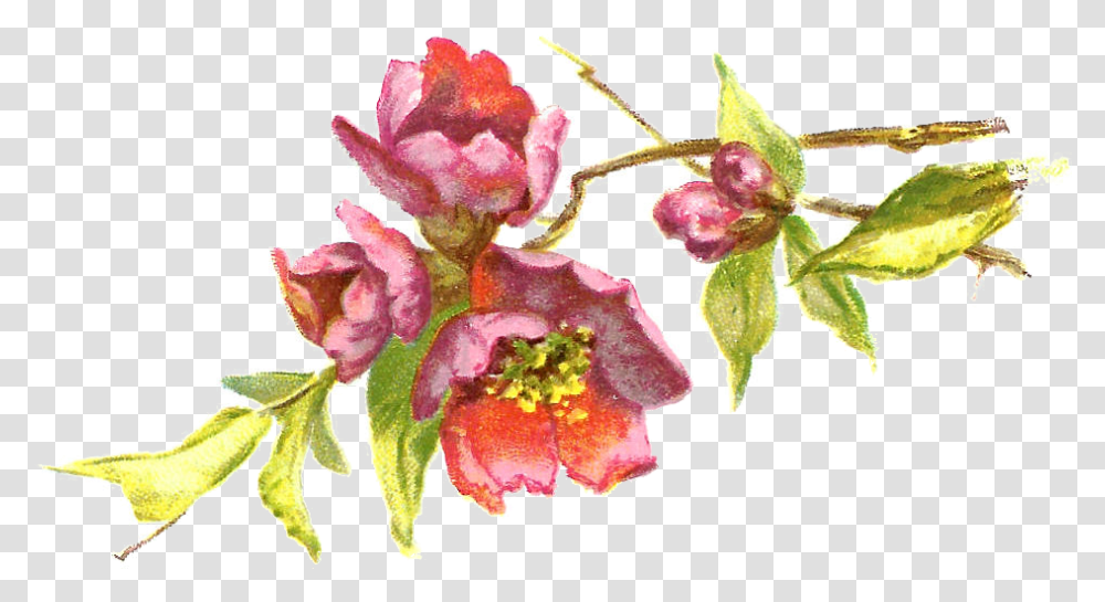 Burgundy Flower Clipart Vintage Flowers Clipart Free, Plant, Blossom, Orchid, Acanthaceae Transparent Png
