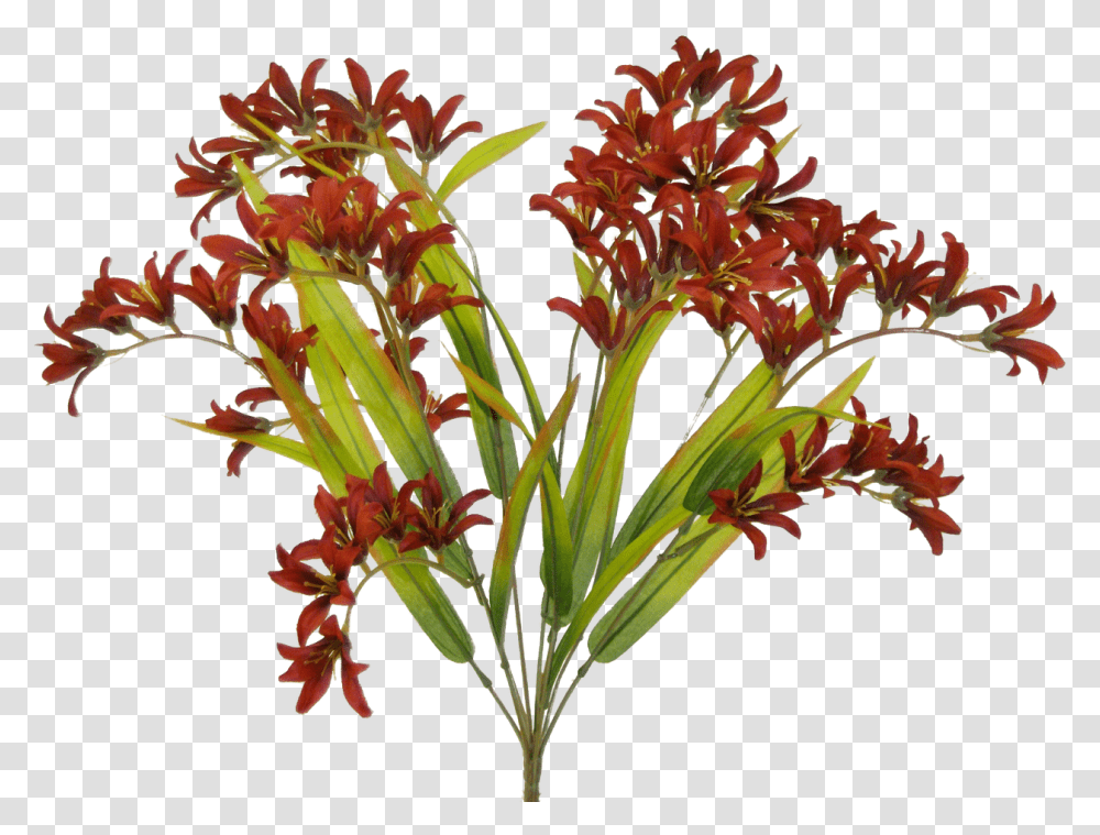 Burgundy Freesia Bush Fire Lily, Plant, Flower, Blossom, Flower Arrangement Transparent Png
