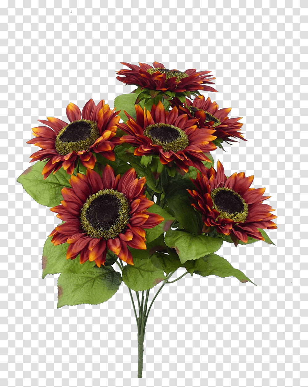 Burgundy, Plant, Flower, Blossom, Sunflower Transparent Png