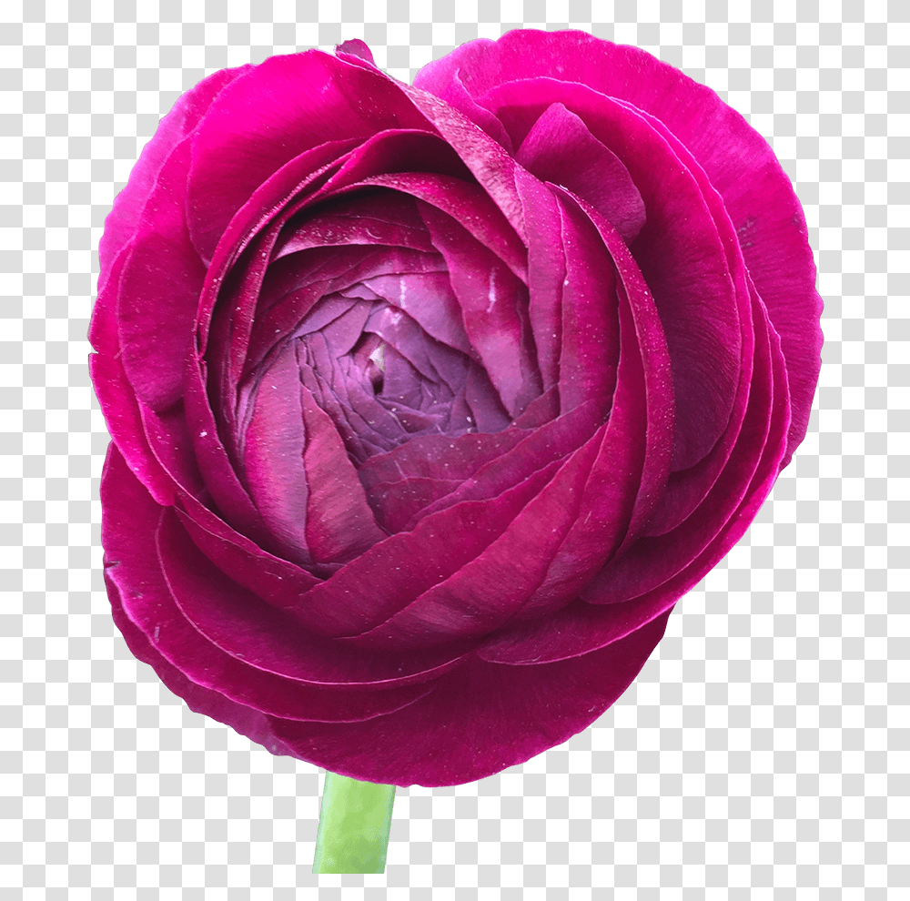 Burgundy Ranunculus Bulbs Wholesale Delivery Persian Buttercup, Rose, Flower, Plant, Blossom Transparent Png