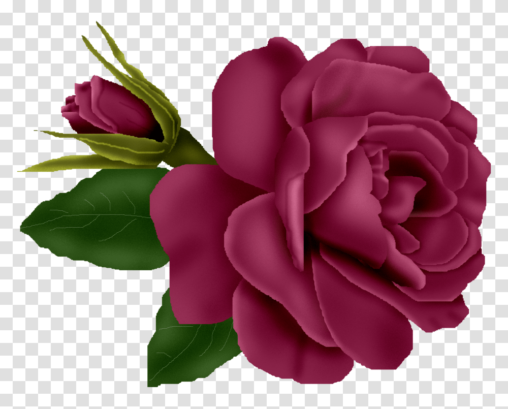 Burgundy Rose Clip Art Free Cliparts, Plant, Flower, Blossom, Geranium Transparent Png