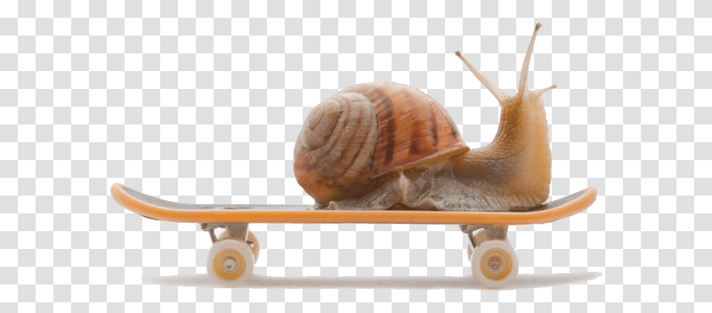 Burgundy Snail Land Snail Snail On A Skateboard, Animal, Invertebrate Transparent Png