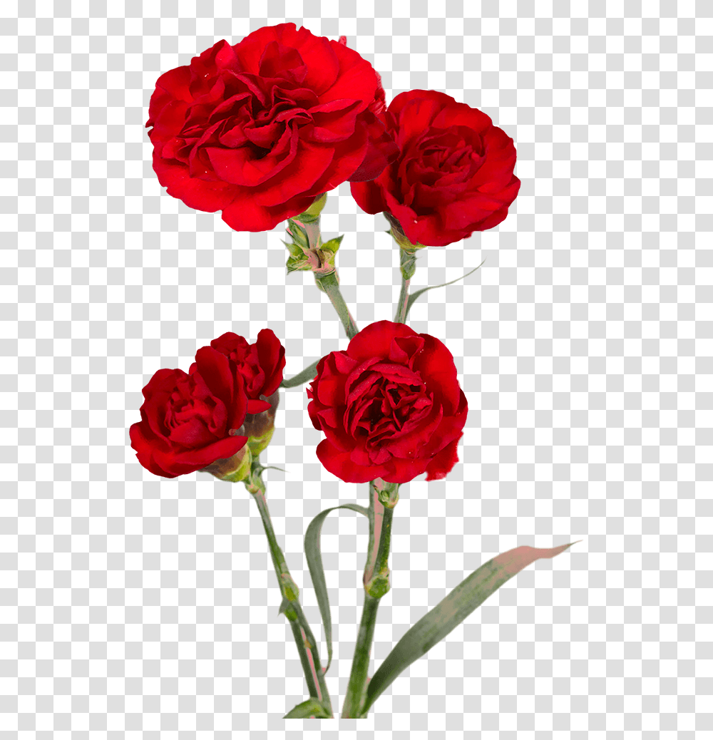 Burgundy Spray Carnations Cheap Floribunda, Plant, Rose, Flower, Blossom Transparent Png