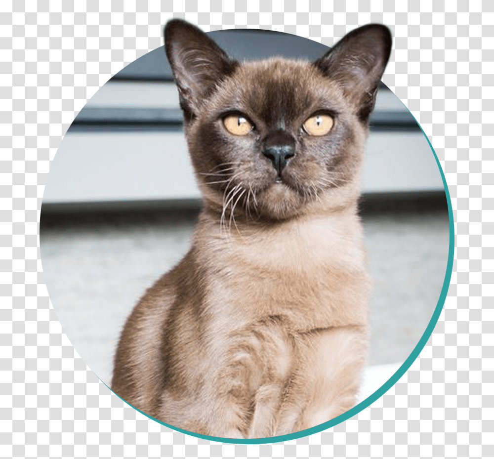 Burmese Burmese Cat, Pet, Mammal, Animal, Siamese Transparent Png