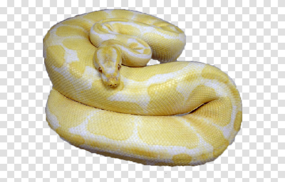Burmese Python, Anaconda, Snake, Reptile, Animal Transparent Png