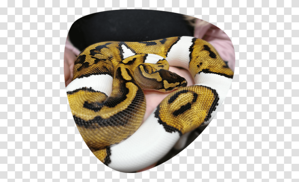 Burmese Python, Animal, King Snake, Reptile, Person Transparent Png