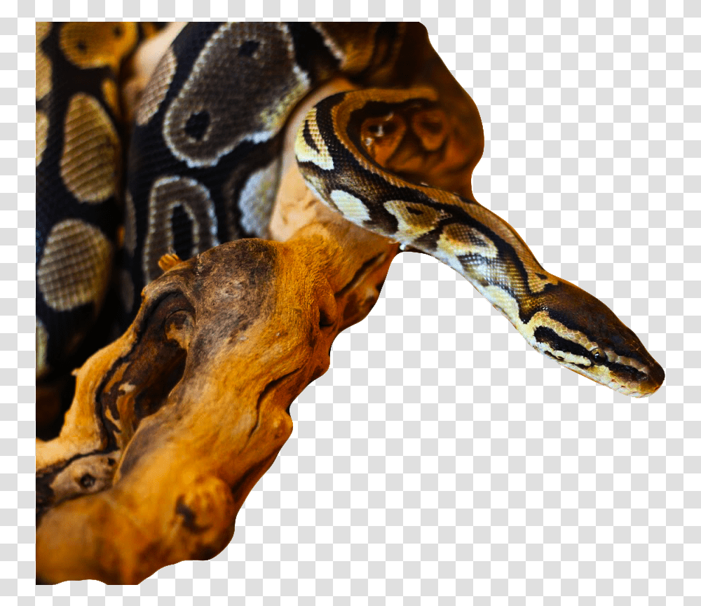 Burmese Python, Reptile, Animal, Rock Python, Snake Transparent Png