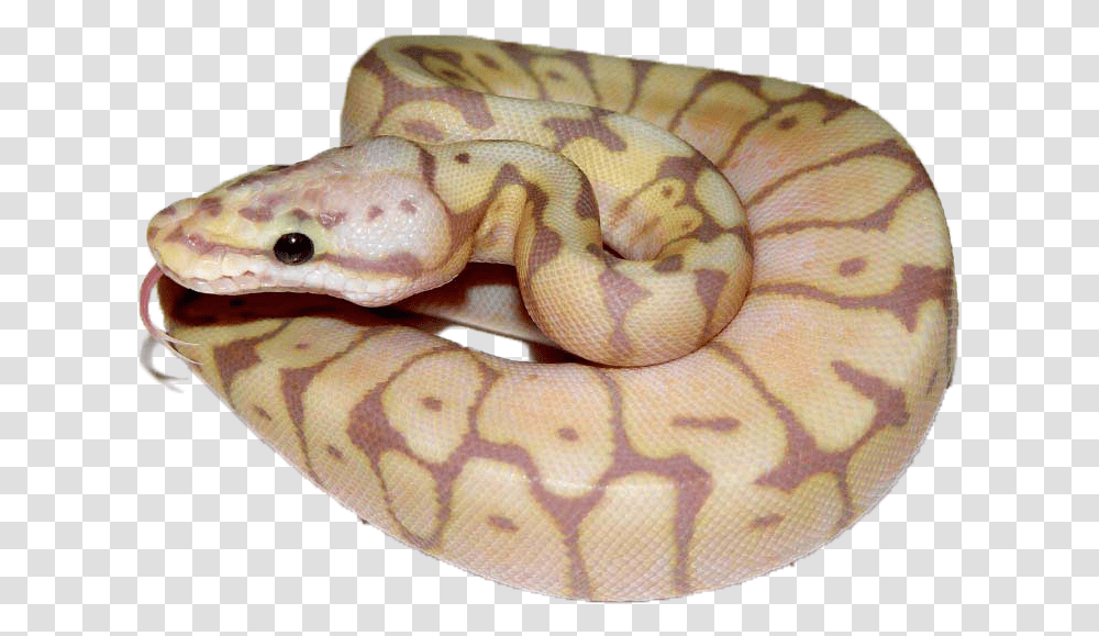 Burmese Python, Reptile, Animal, Snake, Rug Transparent Png