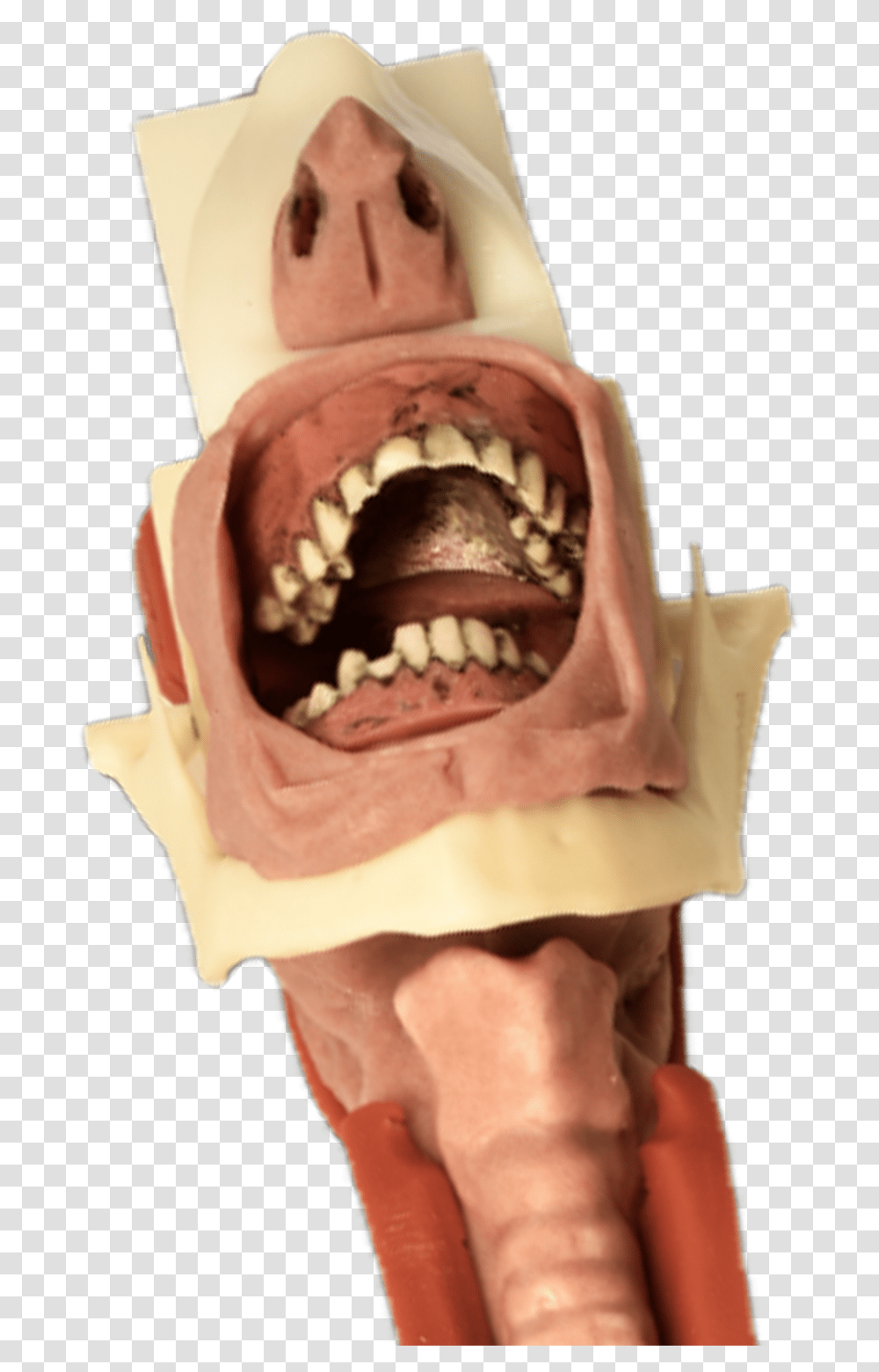 Burn Tongue Carcharhiniformes, Teeth, Mouth, Lip, Jaw Transparent Png