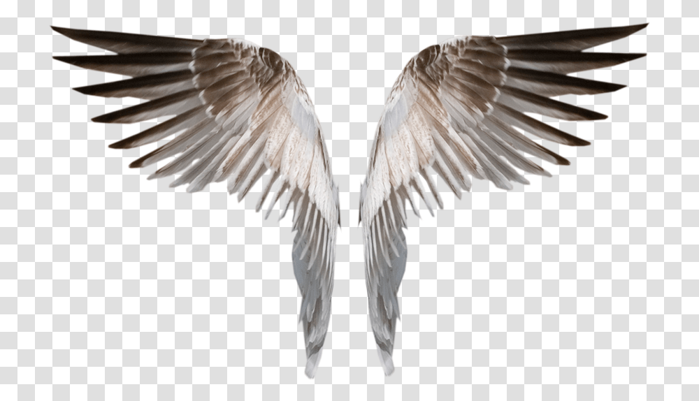 Burned Angel Wings Deviant, Bird, Animal, Flying Transparent Png