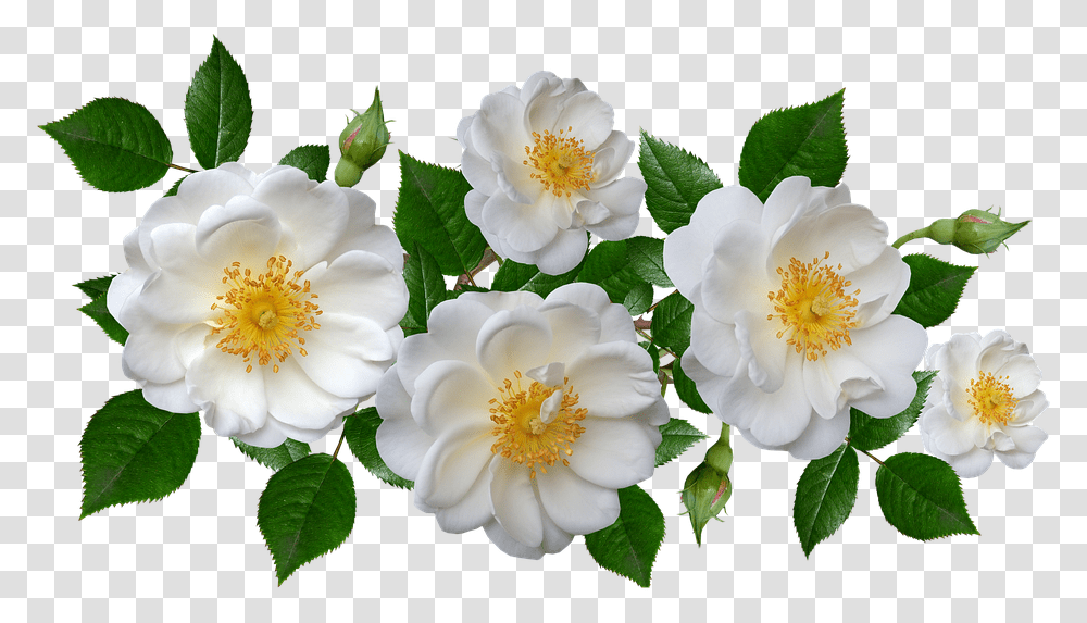 Burnet Rose, Plant, Pollen, Flower, Petal Transparent Png