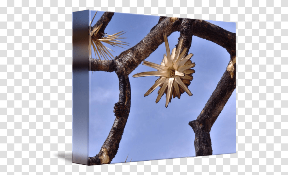 Burnt Joshua Tree In Mojave Desert By Eternalflameserenity Flower, Plant, Wood, Bird, Tree Trunk Transparent Png
