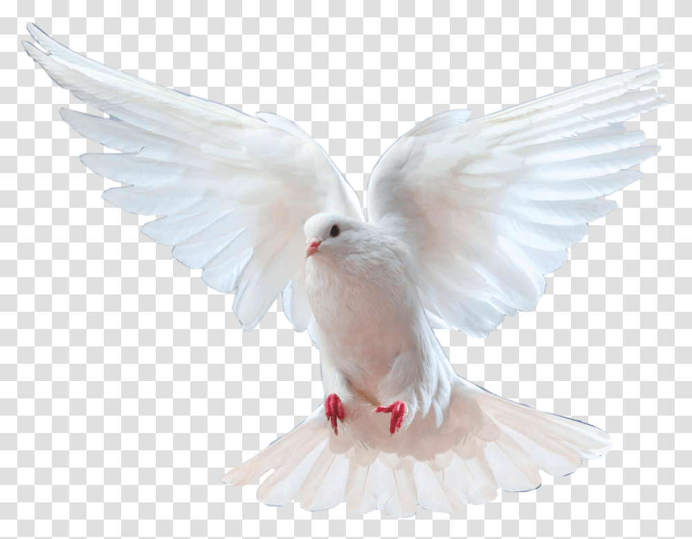 Burung Dara Putih, Bird, Animal, Dove, Pigeon Transparent Png
