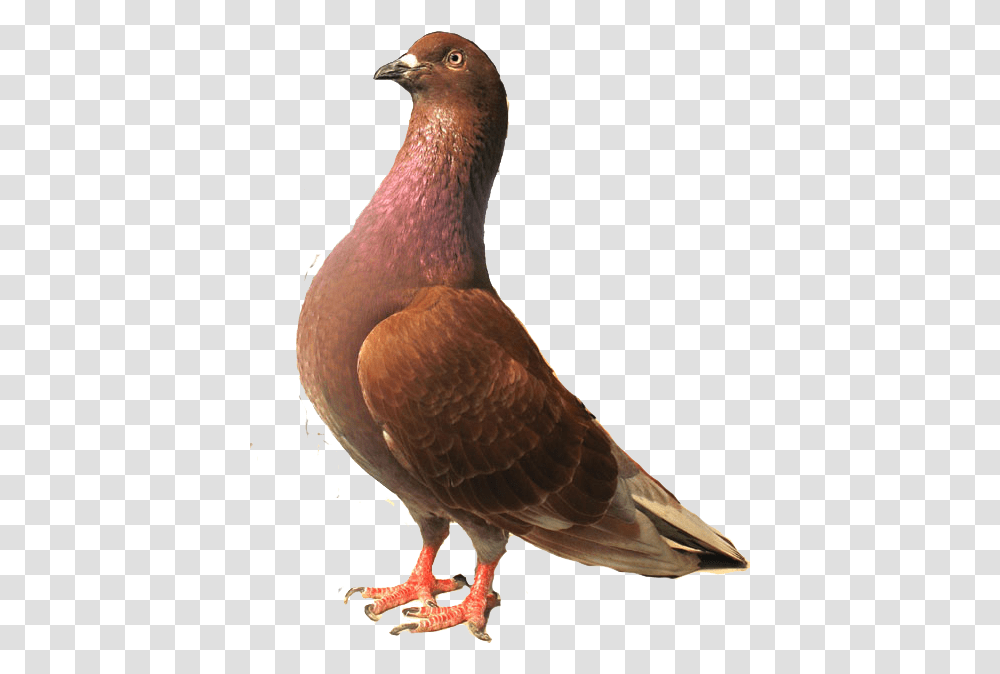 Burung Merpati, Bird, Animal, Dove, Pigeon Transparent Png