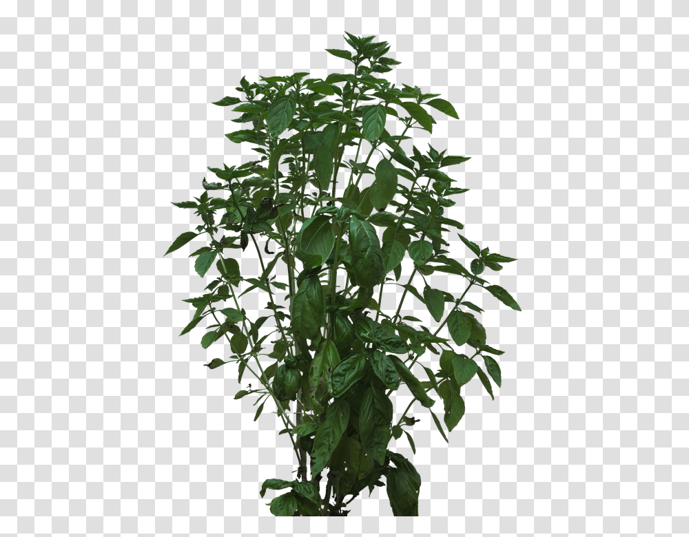 Bush 960, Nature, Plant, Leaf, Tree Transparent Png