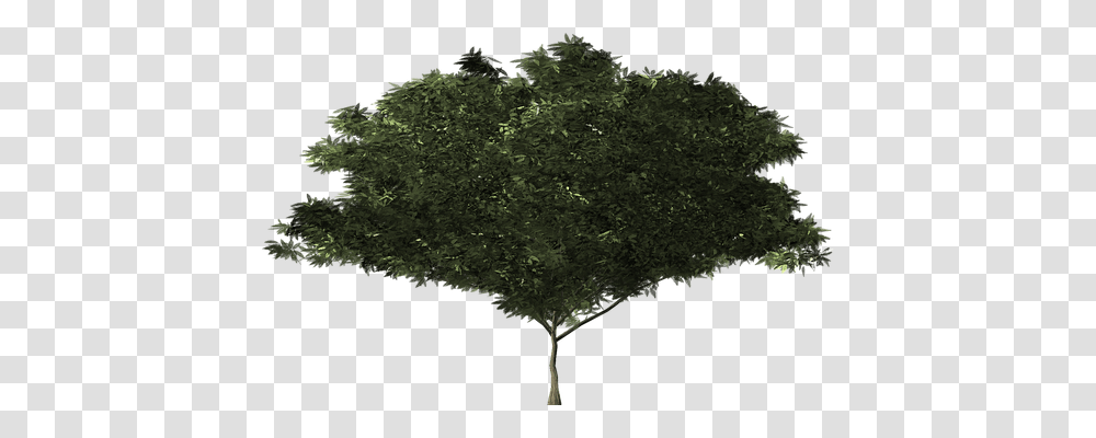 Bush Nature, Tree, Plant, Vegetation Transparent Png