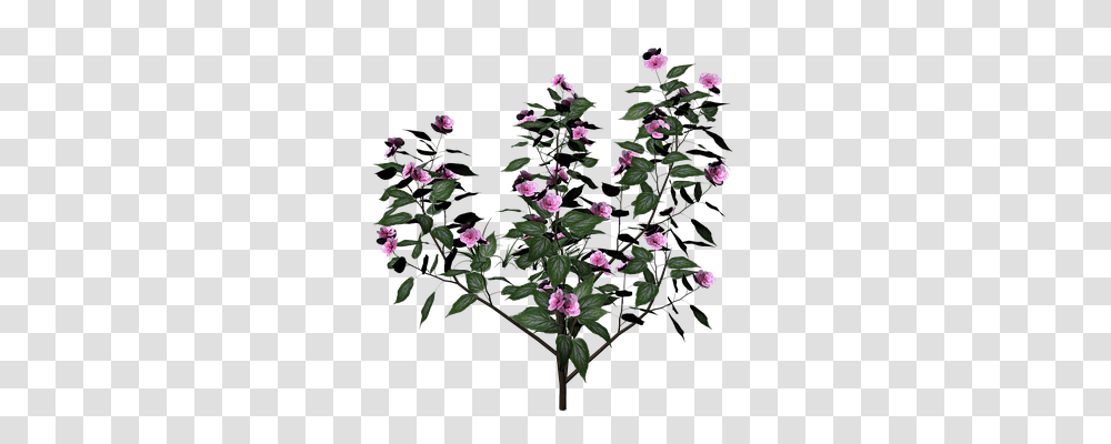 Bush Nature, Plant, Acanthaceae, Flower Transparent Png