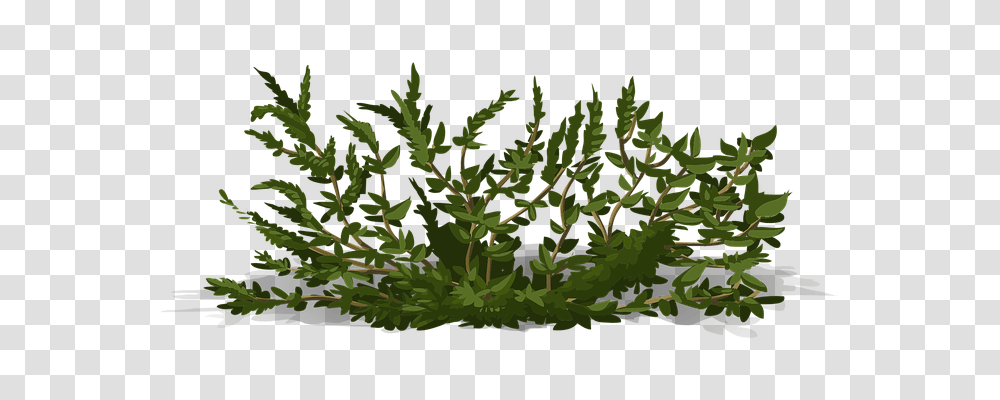 Bush Nature, Plant, Vegetation, Leaf Transparent Png