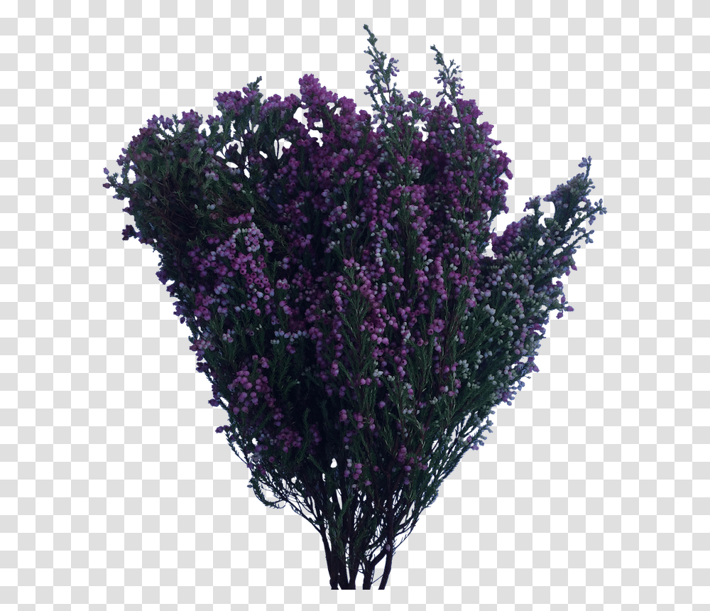 Bush Buds Farm Gate English Lavender, Plant, Purple, Flower, Blossom Transparent Png