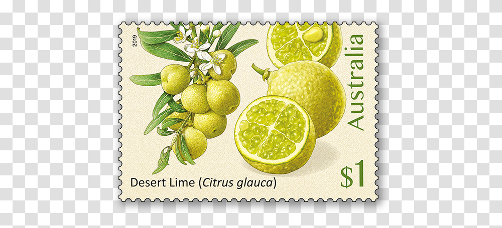 Bush Citrus Bush Citrus Australian Stamps, Plant, Citrus Fruit, Food, Lemon Transparent Png