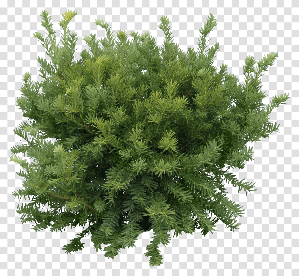 Bush Fir Tree Green Tree, Plant, Conifer, Vegetation, Moss Transparent Png