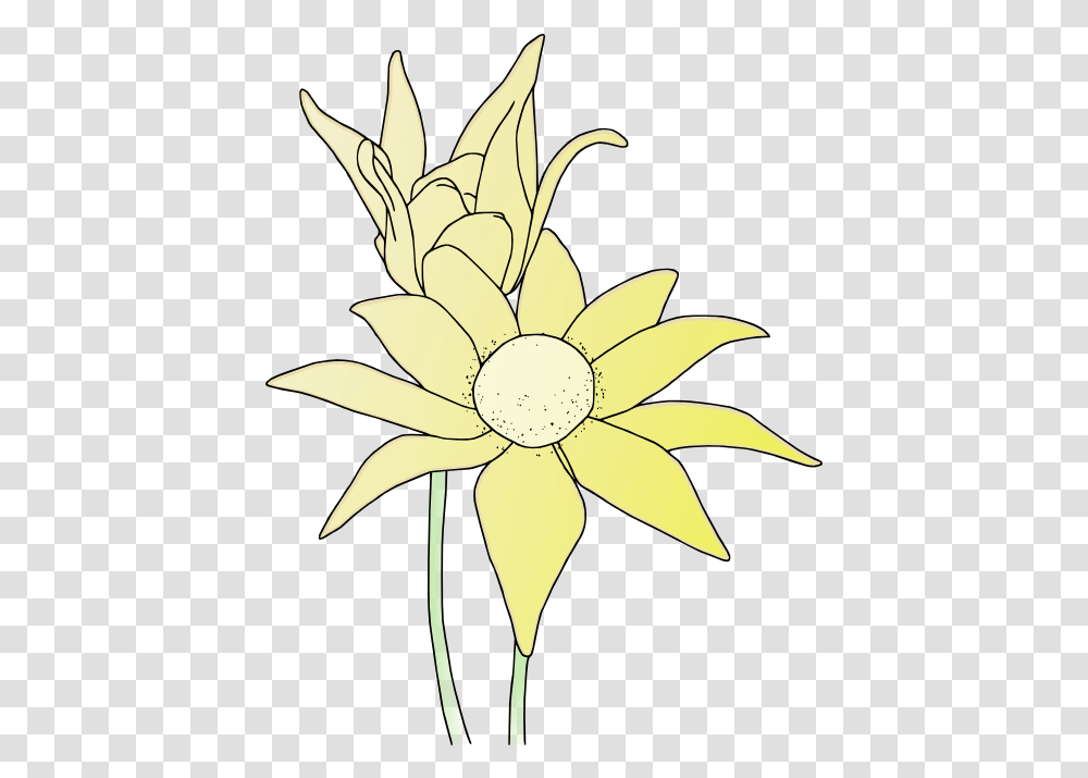 Bush Flowers Clipart Flower, Plant, Blossom, Daisy, Daisies Transparent Png