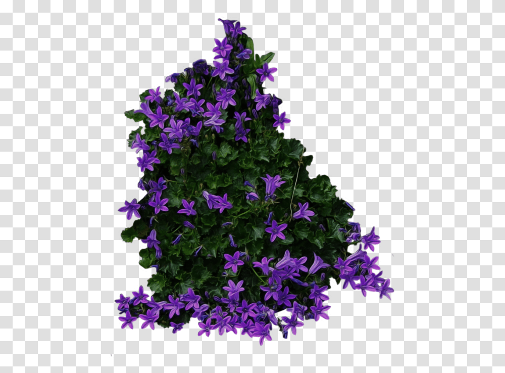 Bush Free Image Download Flowers Top View, Purple, Plant, Geranium, Blossom Transparent Png