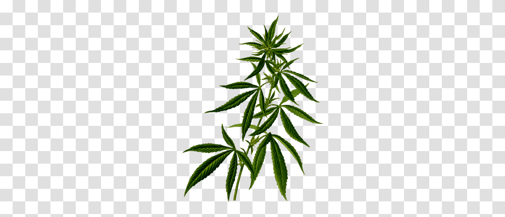 Bush Image, Plant, Hemp, Weed, Purple Transparent Png