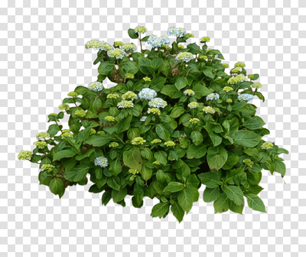 Bush, Nature, Acanthaceae, Flower, Plant Transparent Png