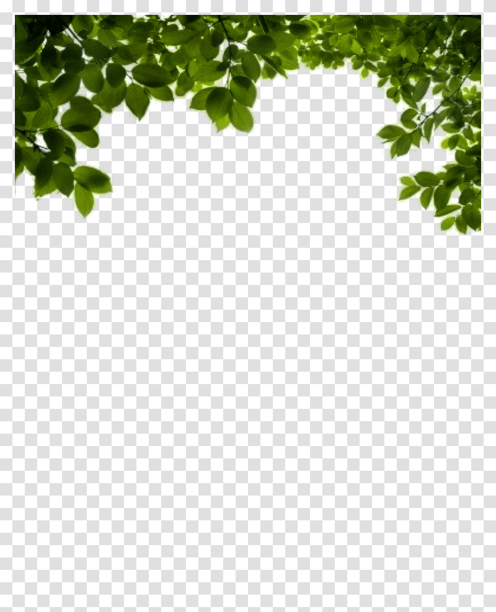 Bush, Nature, Green, Vegetation, Plant Transparent Png