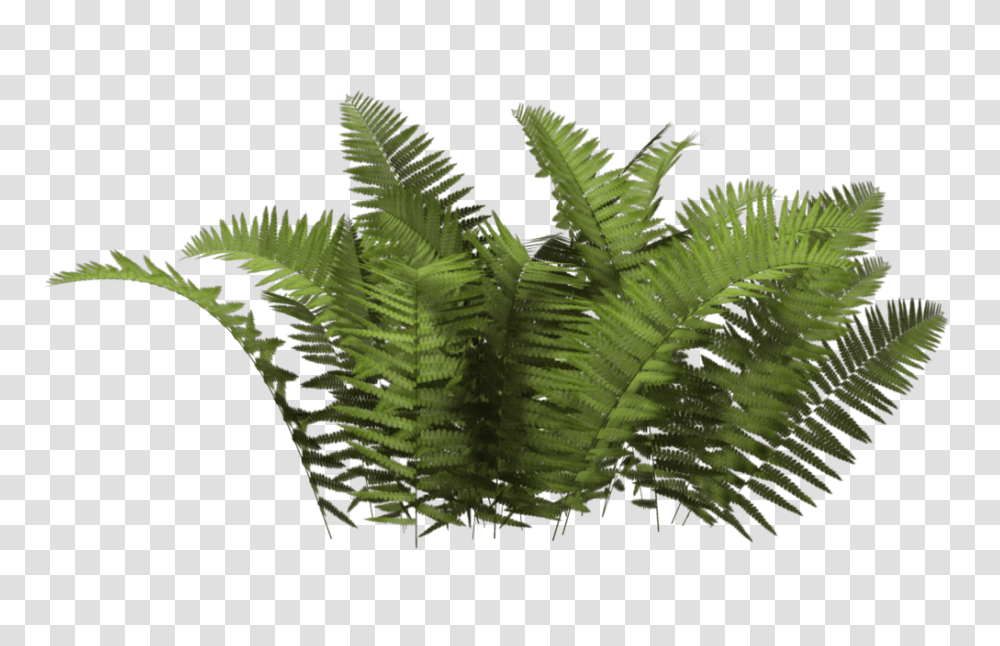 Bush, Nature, Plant, Fern, Bird Transparent Png