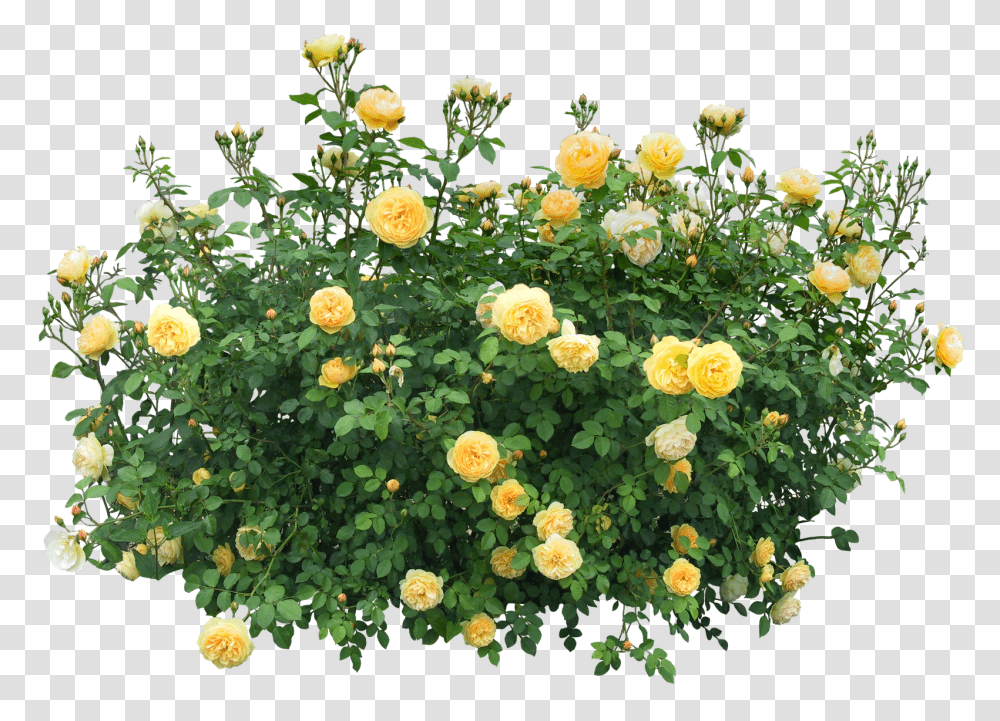 Bush, Nature, Plant, Flower, Vegetation Transparent Png