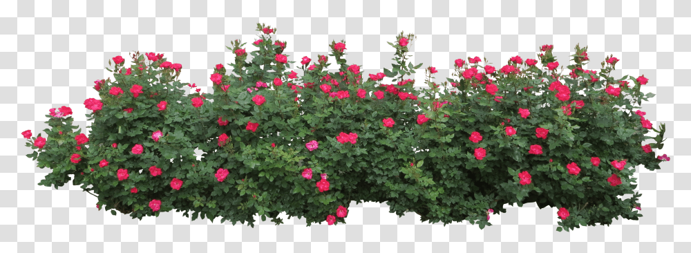 Bush, Nature, Plant, Geranium, Flower Transparent Png