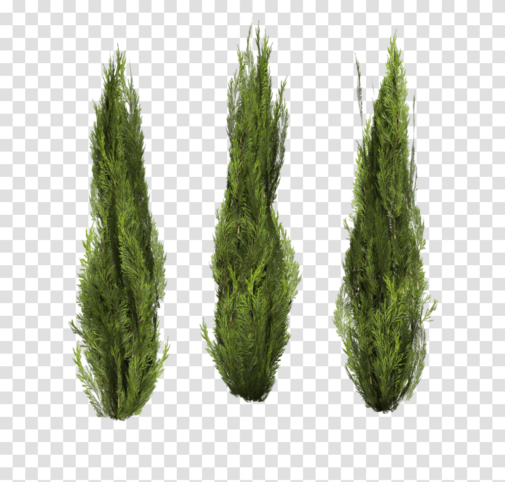 Bush, Nature, Plant, Tree, Conifer Transparent Png