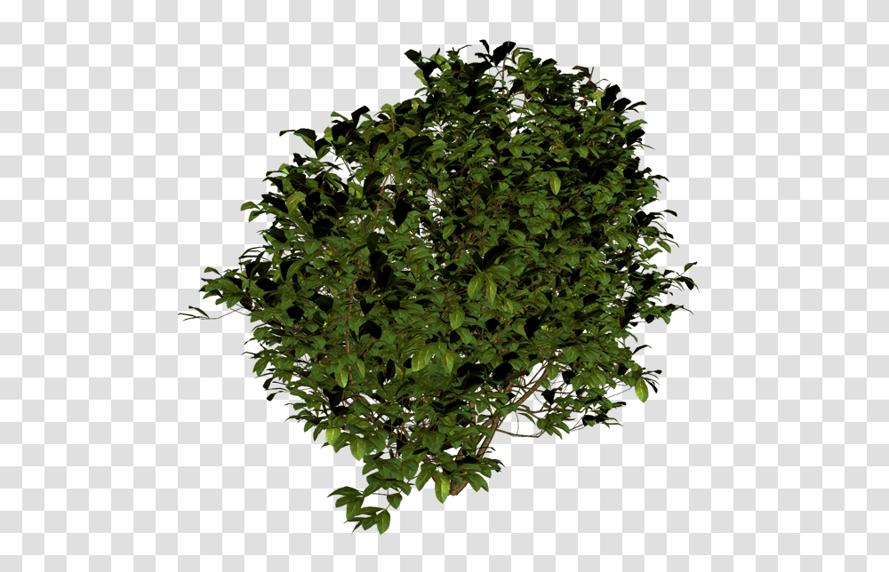 Bush, Nature, Plant, Tree, Oak Transparent Png