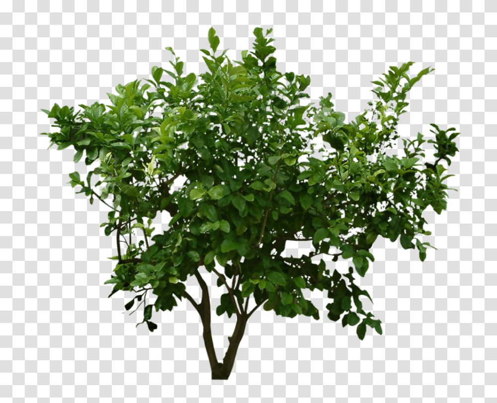 Bush, Nature, Plant, Tree, Vegetation Transparent Png