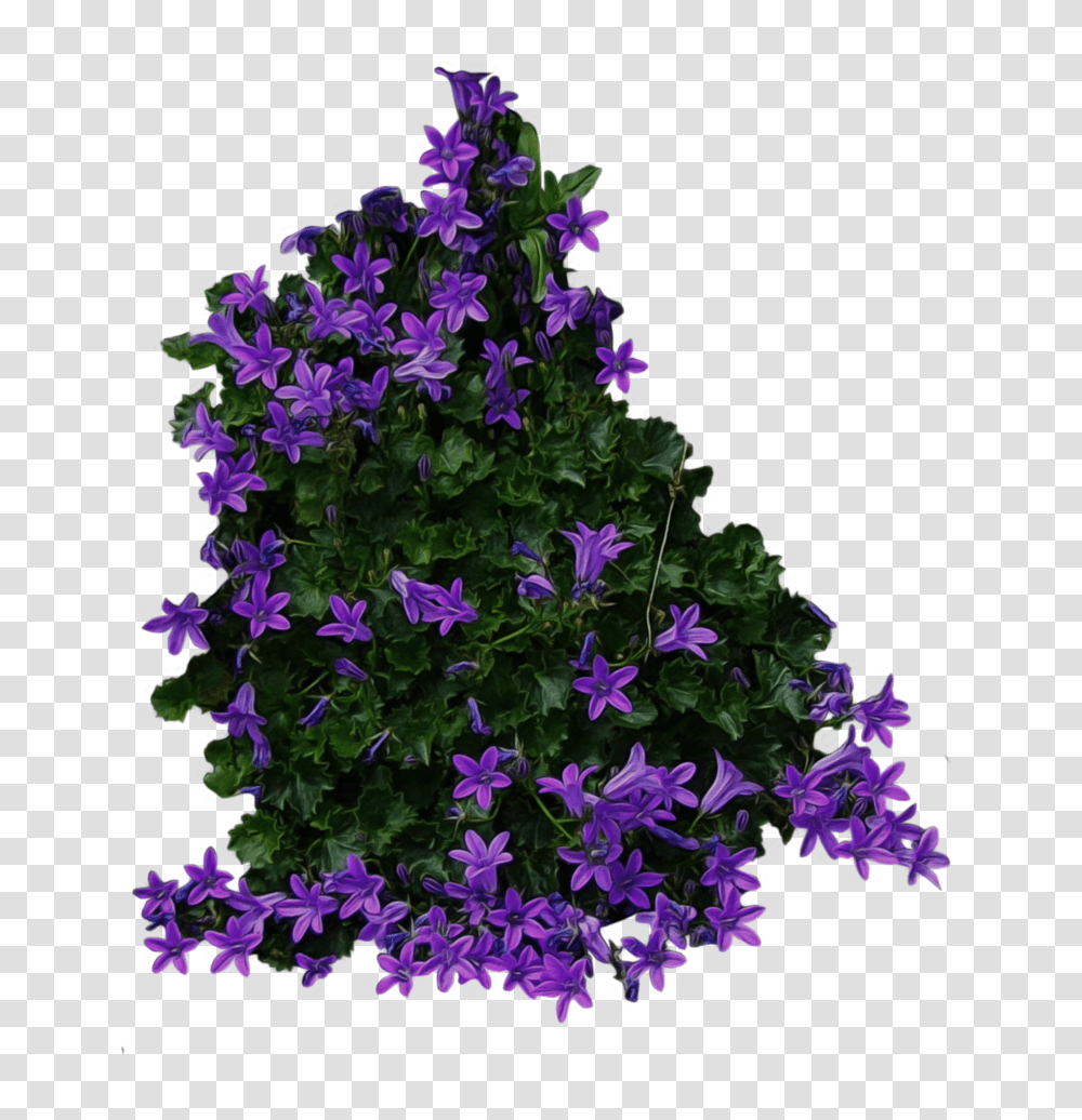 Bush, Nature, Purple, Geranium, Flower Transparent Png