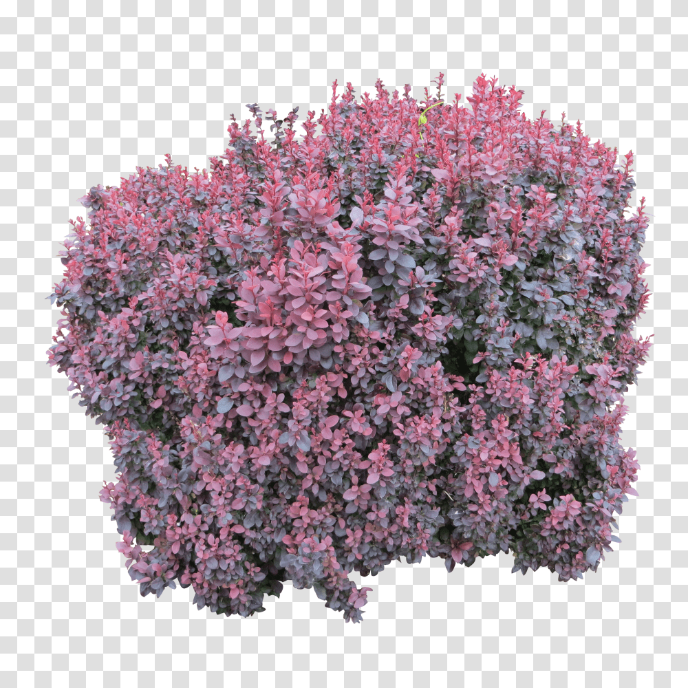 Bush, Nature Transparent Png