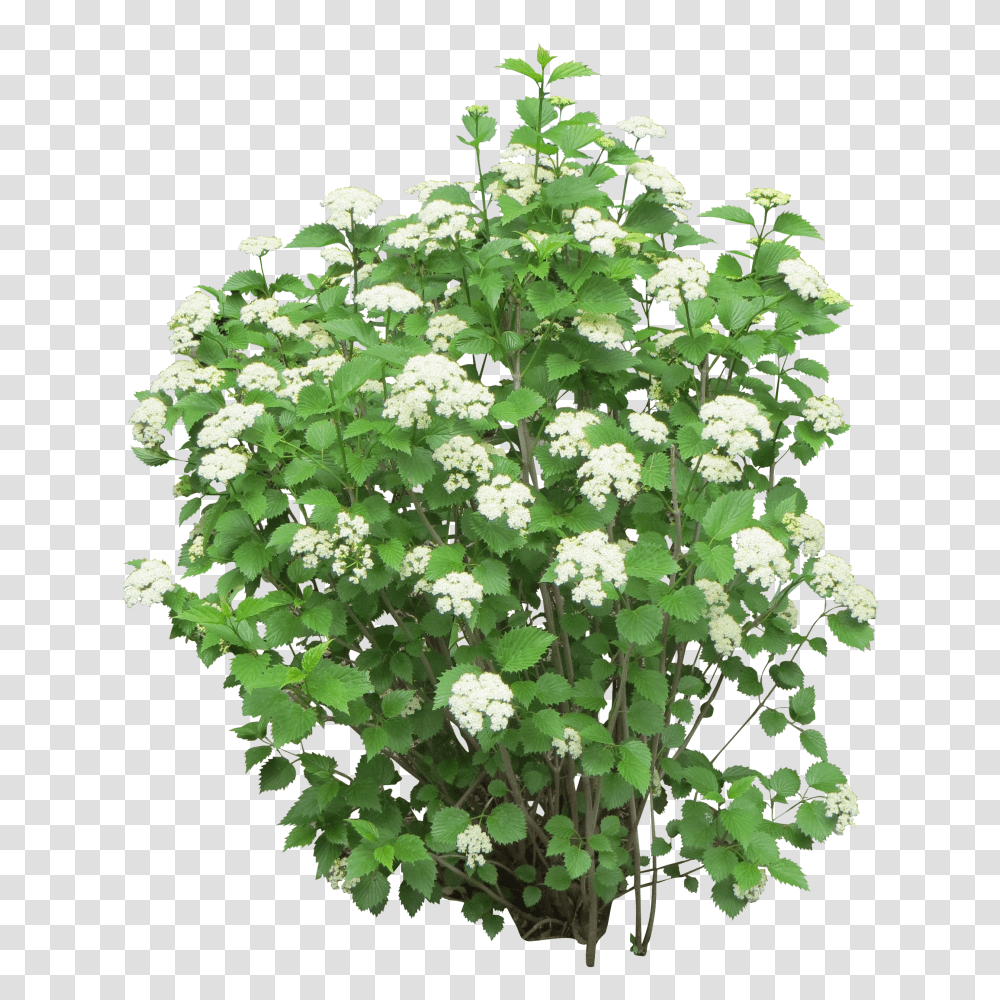 Bush, Nature Transparent Png