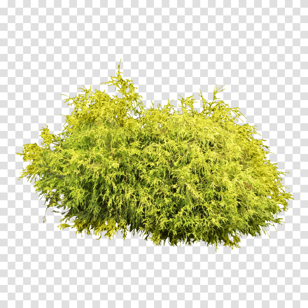 Bush, Nature Transparent Png