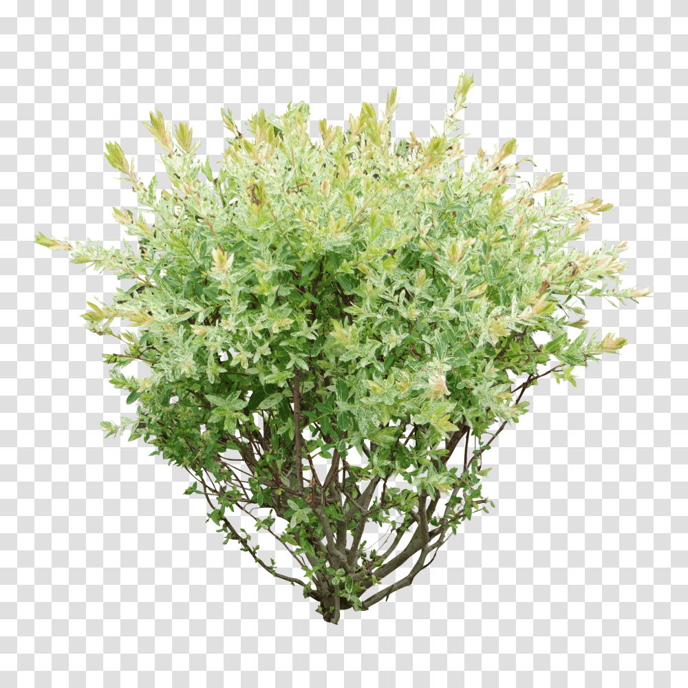 Bush, Nature Transparent Png