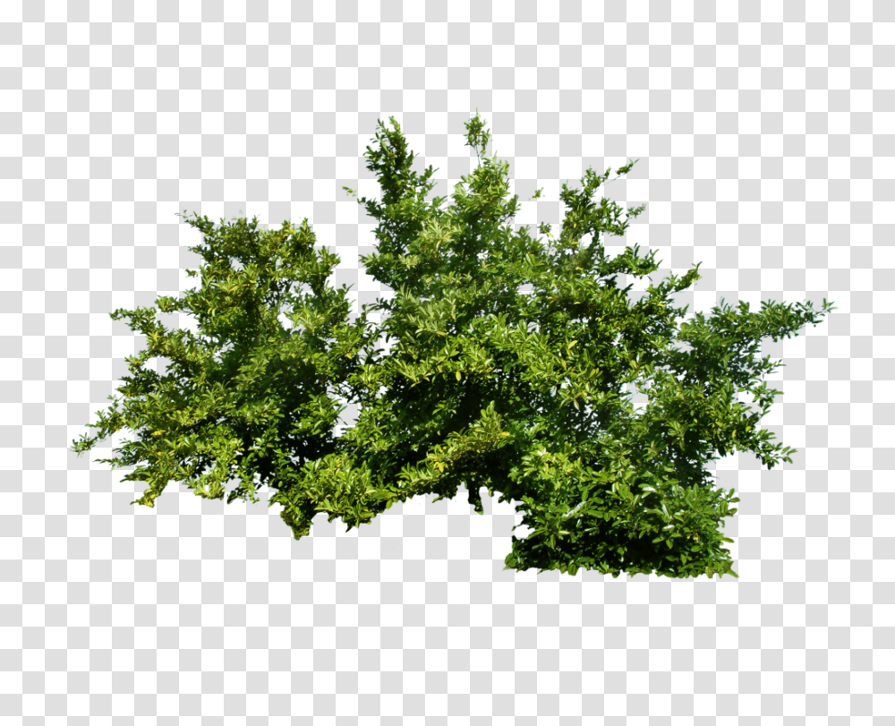 Bush, Nature, Tree, Plant, Oak Transparent Png