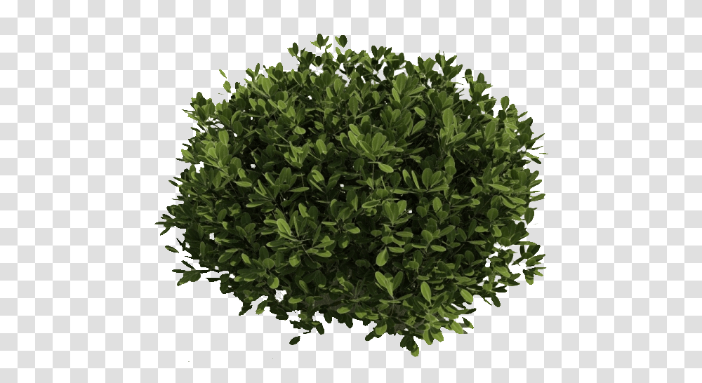 Bush, Nature, Vase, Jar, Pottery Transparent Png