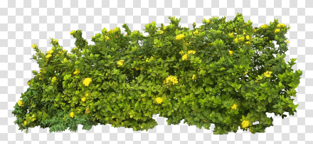 Bush, Nature, Vegetation, Plant, Potted Plant Transparent Png