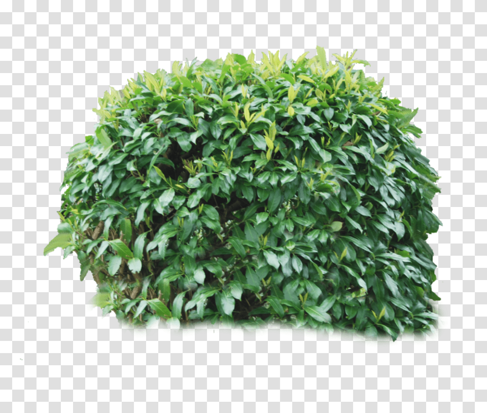 Bush, Nature, Vegetation, Plant, Potted Plant Transparent Png